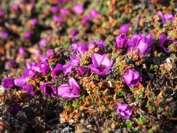 Fialový Saxifraga - jaro v Arktidě Stock Obrázky