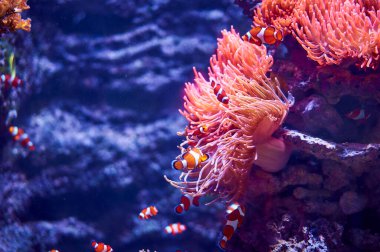 Palyaço balıkları mercanların yanında yüzüyor