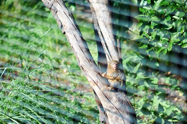 バーの後ろの檻の中の怒っている小さな猿 — ストック写真