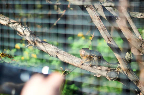 Wütendes Äffchen Käfig Hinter Gittern — Stockfoto