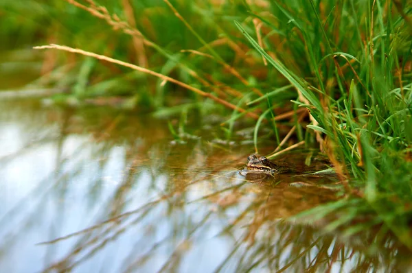 Çimenlerin üzerinde gölde oturan kurbağa.