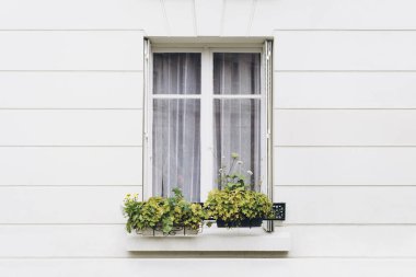 Çiçek saksıları ve detaylarla dolu kapalı pencereli evin beyaz duvarı..