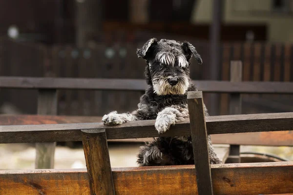 Sokakta Duran Bir Köpek Yavrusunun Portresi Komik Bir Köpek Standard — Stok fotoğraf