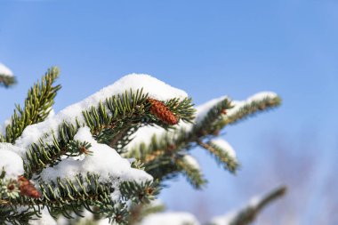 Yılbaşı ağacı dalları ve kar altında gökyüzüne karşı küçük koniler. Kış ormanında karlı ladin. Kış tatilleri ve ormanda yürüyüşler. Mesaj için yer. Aralık