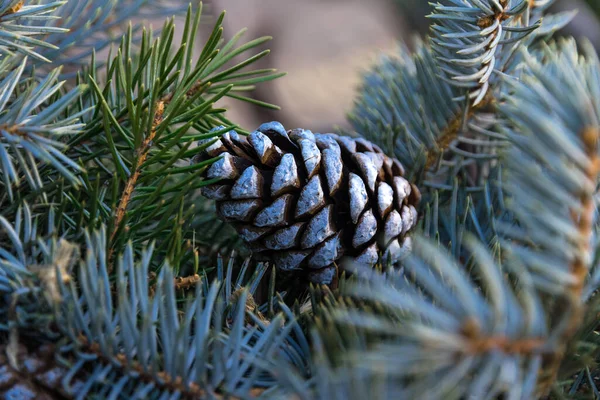 Bump Toning White Paint Branch Blue Christmas Tree New Year — Stock Photo, Image