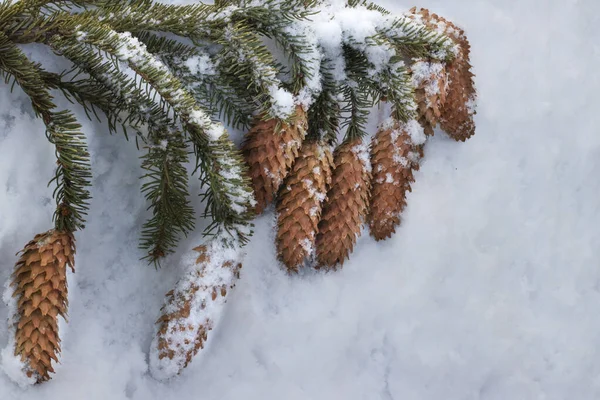 Schöner Weihnachtsbaumzweig Mit Zapfen Unter Dem Schnee Traditionelle Vorbereitungen Für — Stockfoto