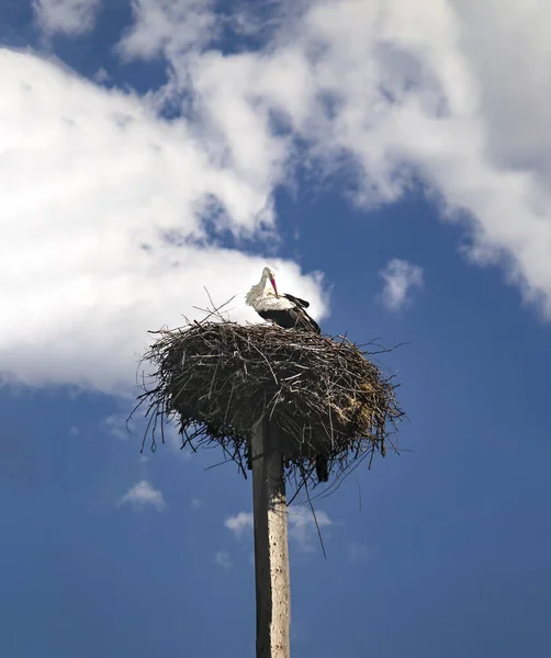 A white stork with a red beak and black wings in a nest on a pole. Observation of birds in their natural habitat. Ornithological observations. Stork as a symbol of the family