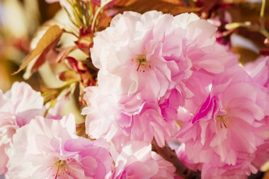 Büyük, çift pembe kiraz çiçekleri yakın plan. Hanami Japonya Sakura çiçek festivali Tokyo. Bahar narin çiçekleri. İlkbahar kiraz çiçekleri