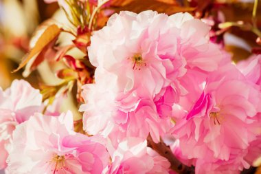 Büyük, çift pembe kiraz çiçekleri yakın plan. Hanami Japonya Sakura çiçek festivali Tokyo. Bahar narin çiçekleri. İlkbahar kiraz çiçekleri