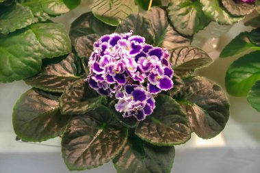 Çiçekler, taç yapraklarının beyaz kenarlı mor menekşeler. Menekşelerin seçici üremesi. Menekşeler sergisinde menekşe üreticilerinin yeni gelişmeleri. Ev çiçekleri ve bahçıvanlık. Çiçekçi.