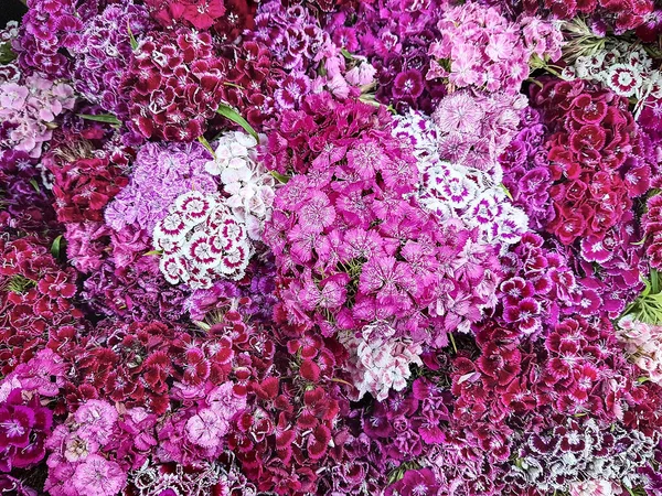 Multicolor flowers turkish carnation dianthus barbatus. Floral background of pink burgundy and lilac Turkish carnation flowers. A bouquet of summer flowers for congratulations on the holiday