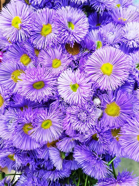 Background Purple Flowers Erigeron Spiciosus Finely Petal Beautiful Beautiful Bouquet — Stock Photo, Image