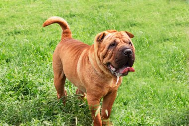 Yeşil bir alanda kızıl saçlı Shar Pei köpeği. Evcil hayvan. Safkan köpeklerin safkan bir şekilde evlerinde üremeleri. Evcil hayvan bakımı ve eğitimi. Shar Pei köpeği.