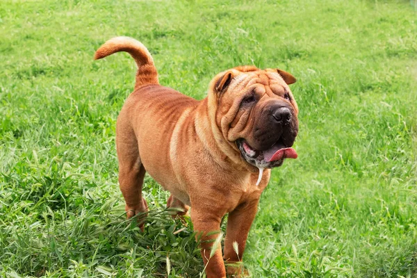 Vörös Hajú Shar Pei Kutya Zöld Mezőn Sétálj Egyet Fajtatiszta — Stock Fotó