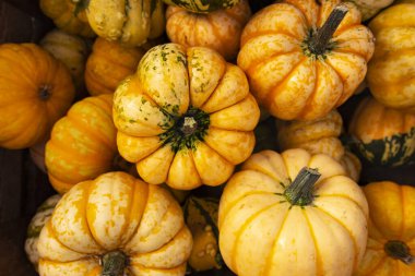 Bir sürü parlak ve çizgili küçük dekoratif balkabağı. Sonbahar hasat festivali ve pazarda sebze satışı. Cadılar Bayramı için balkabağı süsleme ve oyma. Fener Valesi.