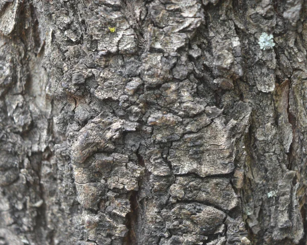 Meşe kabuğunun kabartmalı dokusu. Meşe dokusunun panoramik fotoğrafı. Eski bir köknar ağacının kabuk dokusu ve arka planı. Detaylı ağaç kabuğu dokusu. Doğal arkaplan.