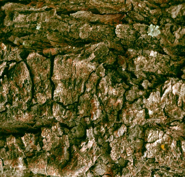 떡갈나무 껍질에 떡갈나무 질감의 파노라마 전나무 줄기의 나무껍질의 질감을 줄인다 — 스톡 사진