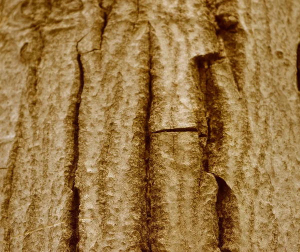 Vyražená Textura Dubové Kůry Panoramatická Fotografie Dubové Textury Struktura Kůry — Stock fotografie