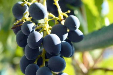 siyah üzüm asma üzerinde