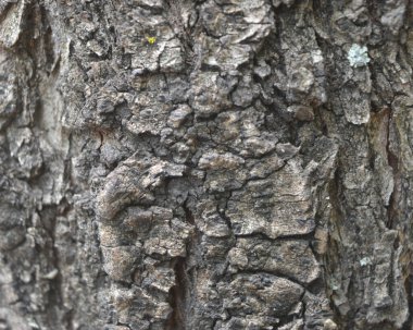 Bir ağaç kabuğuna yakın.