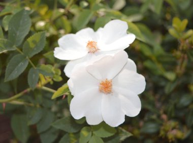 Beyaz çiçek arka planı. Yazdırmak için orijinal fotoğraf