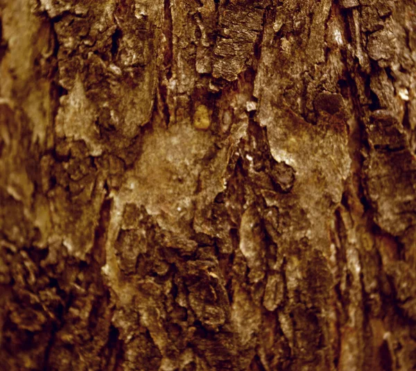 Крупним Планом Кори Дерева — стокове фото