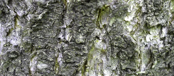 Close Tree Cork Texture — стоковое фото