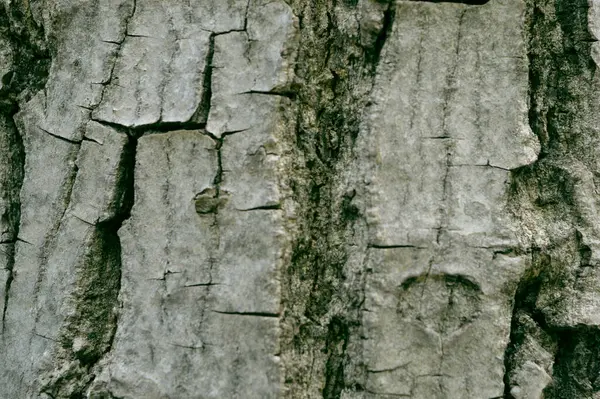 Bir Ağaç Kabuğuna Yakın — Stok fotoğraf