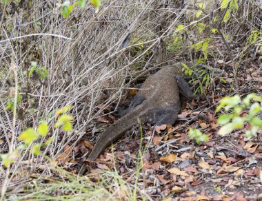 Komodo Dragon, dünyanın en büyük kertenkelesi.