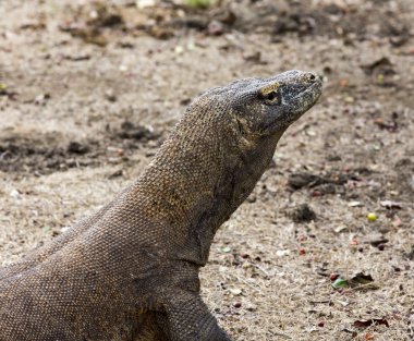 Komodo Dragon, dünyanın en büyük kertenkelesi.