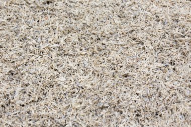 küçük balıklar korunmuş 