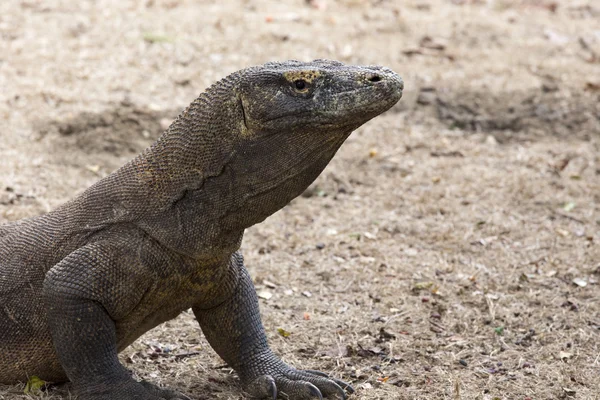 Komodo Dragon, le plus grand lézard du monde — Photo