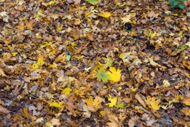 Akçaağaç yaprakları sonbaharda