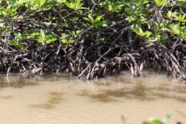 Komplicerat av mangrove rotsystem — Stockfoto