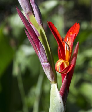 Orkide yakın çekim