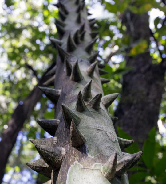 Tropical green tree trunk covered with large sharp thorns