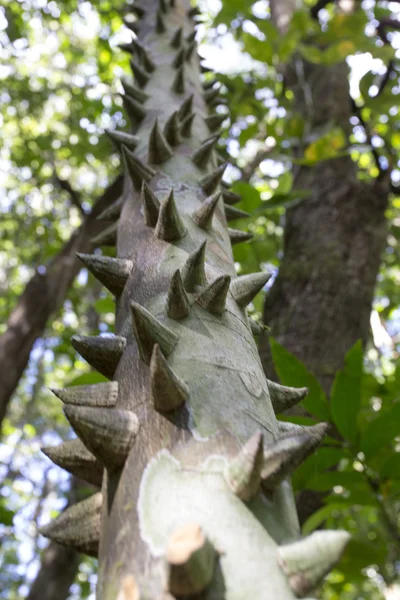 Tropical green tree trunk covered with large sharp thorns