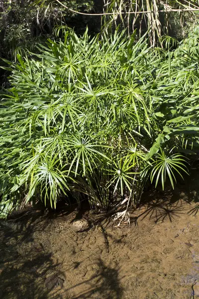 파피루스, cyperus, 천연 식물 — 스톡 사진