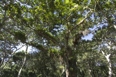 Küba'da görülen tillandsia bitki bir sürü de dahil olmak üzere orman sahne