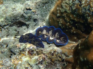 dev Tridacna midye su altında 