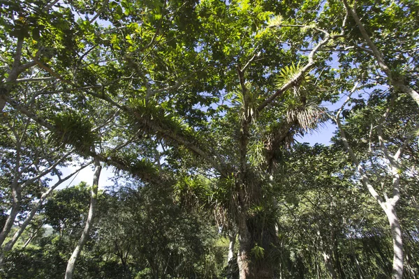 Пейзажи джунглей, в том числе много растений тилландсии видели на Кубе — стоковое фото