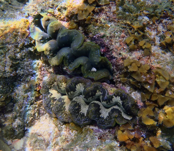Große Tridacna-Muschel unter Wasser — Stockfoto