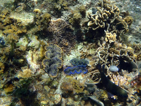 Giant Tridacna clam underwater — Stock Photo, Image