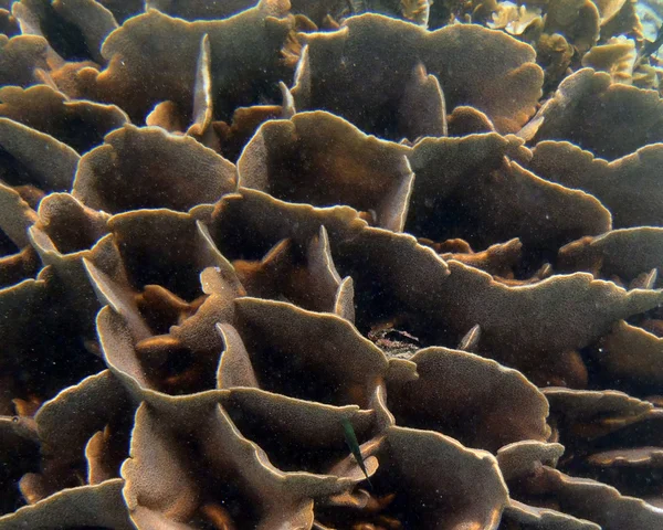 Coral close up — Stock Photo, Image