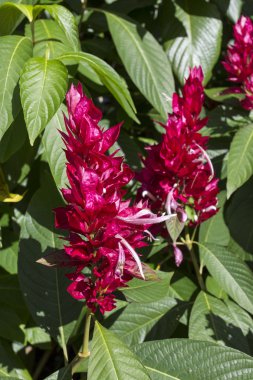 Park Eski Havana'nın kırmızı çiçek