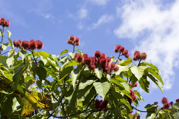 Red flower in park of old Havana — Stock Photo, Image