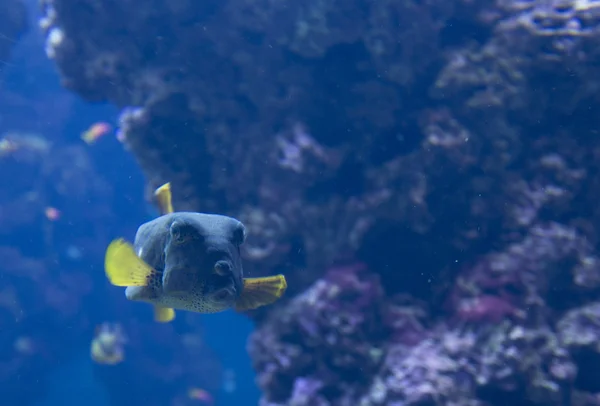 Blå tropiska Box-fisk — Stockfoto