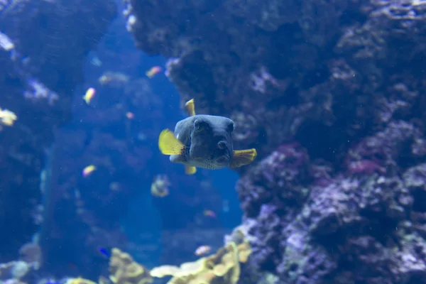 Blue tropical Box-fish — Stock Photo, Image