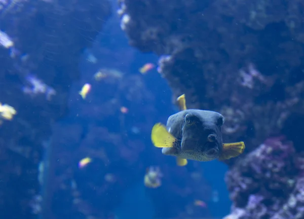 Mavi tropikal kutusu-balık — Stok fotoğraf