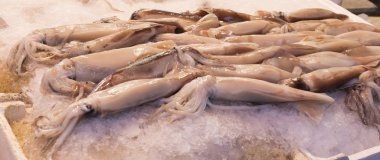 totani Akdeniz sadece avlanır 